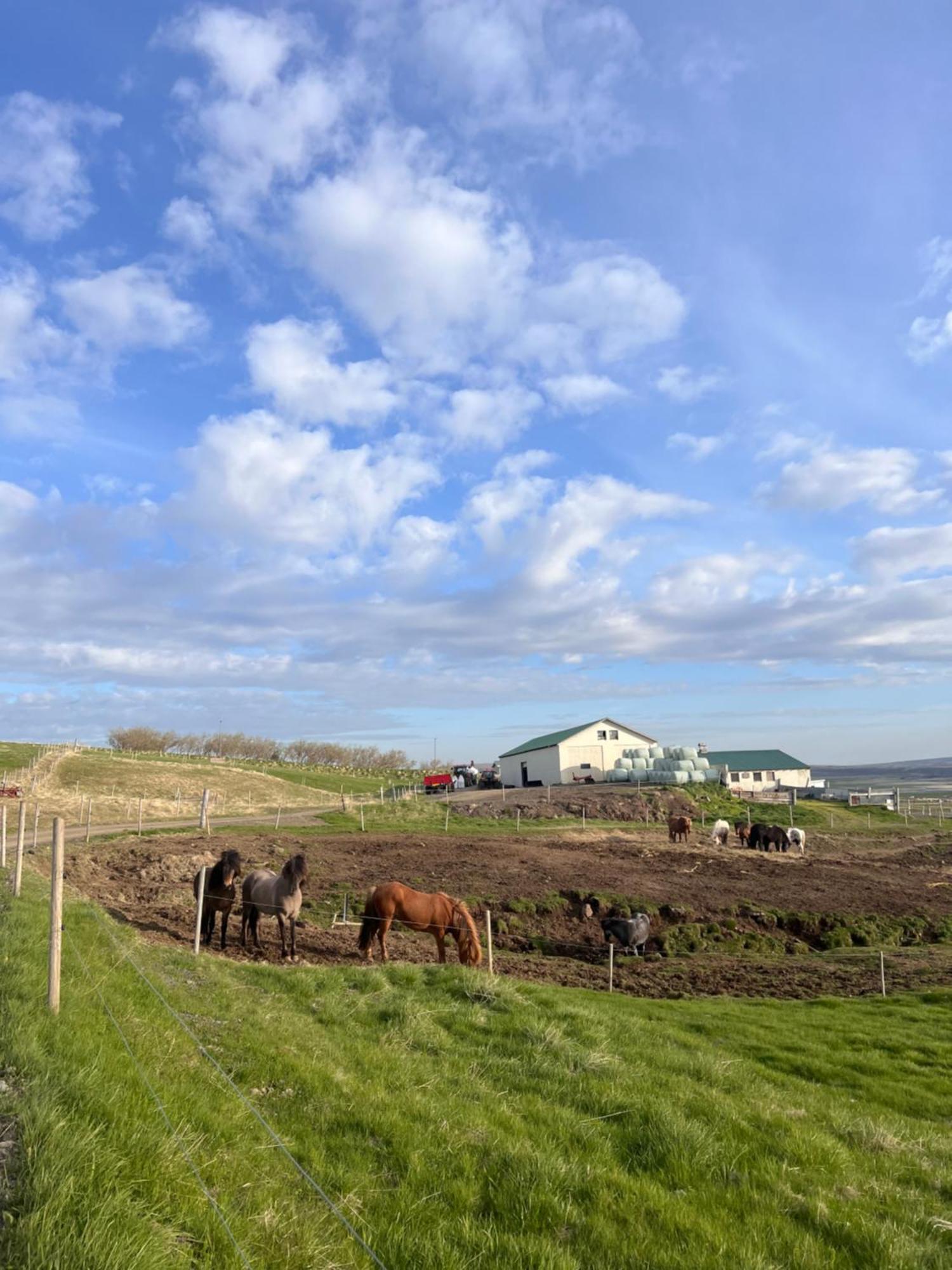 Stora-Asgeirsa Horse Farm Stay Vithigerthi Buitenkant foto